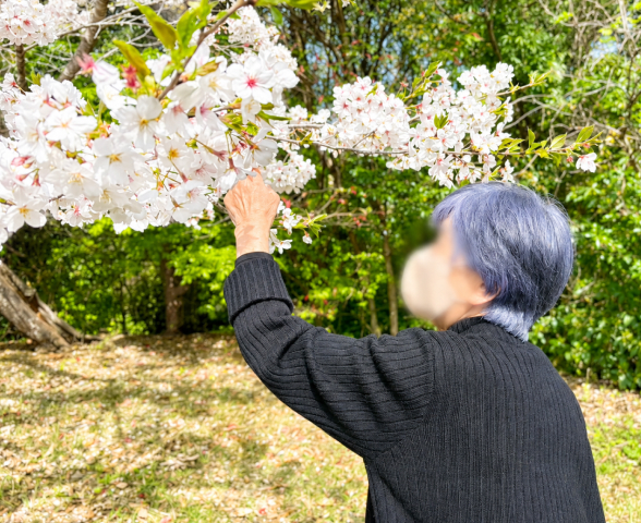花見